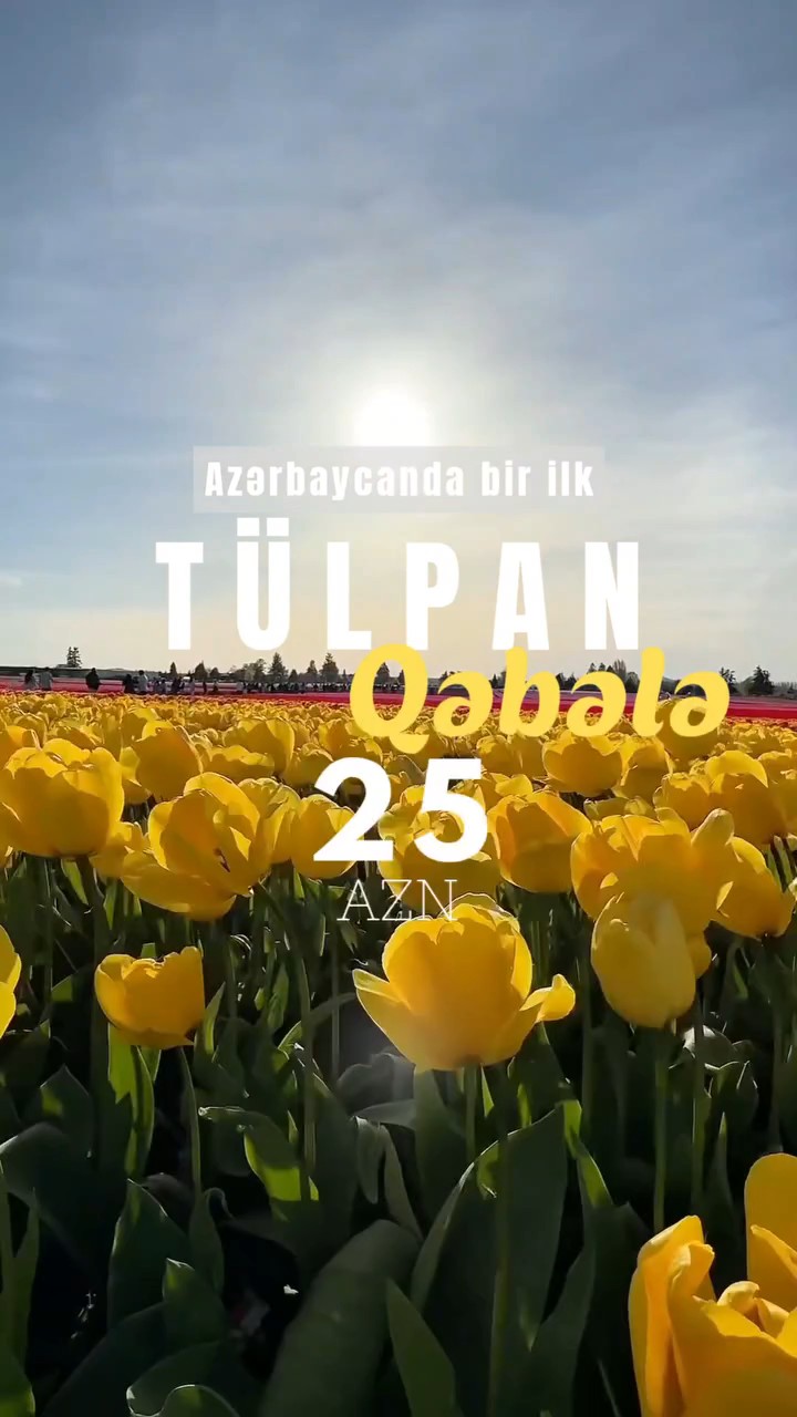 🌷 Möhtəşəm İsmayıllı Qəbələ Tülpan Turu – Baharın ən rəngli səyahəti! 🌷