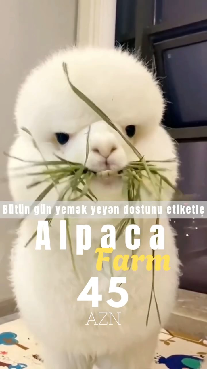 Şamaxı İsmayıllı Alpaka Turu