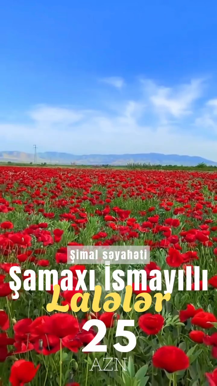 🌹Şamaxı İsmayıllı Lalələr Turu – Lalələr Diyarına Səyahət🌹