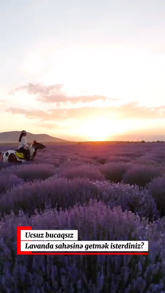 🪻İsmayıllı Qəbələ Lavanda Turu🪻